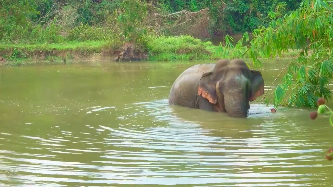 Giant Elephant Sighting at Athirappilly Forest! 
