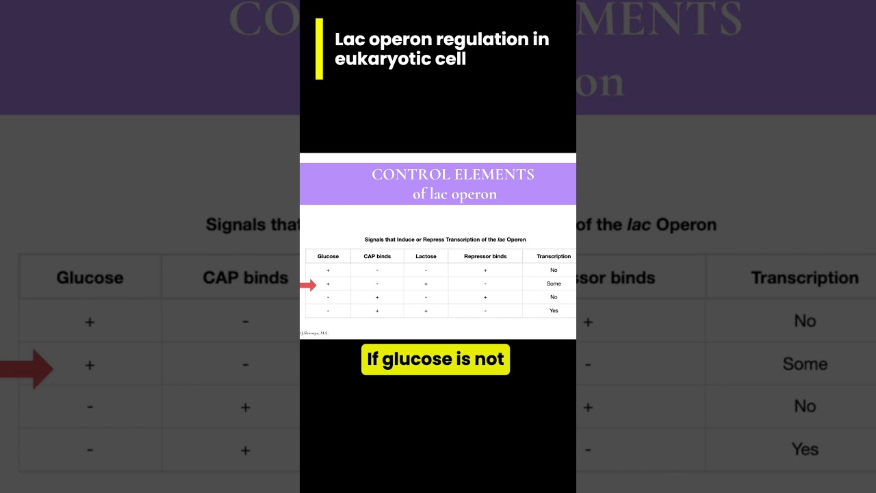 Lac operon regulation in eukaryotic cell #letsgobio