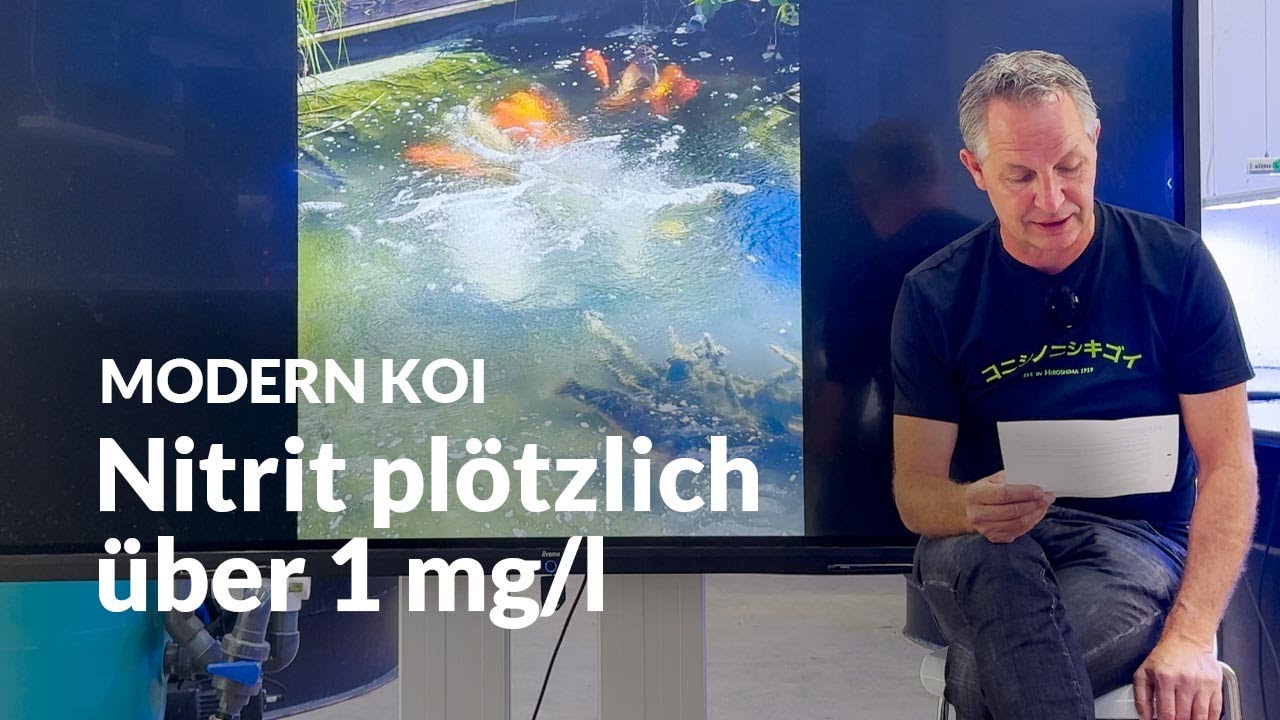 Wenn Nitrit pl&ouml;tzlich in die H&ouml;he schnellt | Modern Koi Blog #6842
