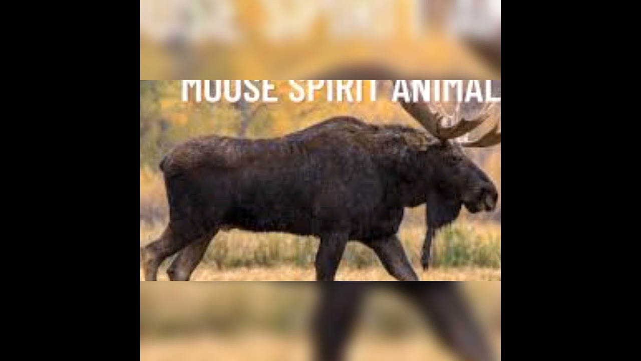 Invocation to Moose Spirit animal with light language
