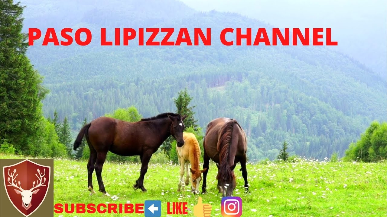 LIPIZZAN HORSES