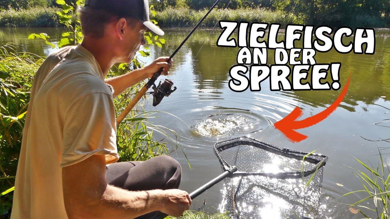 Die SPREE und Ihre DICKEN Friedfische! GEZIELT mit der Feederrute Angeln! OSA in Mission