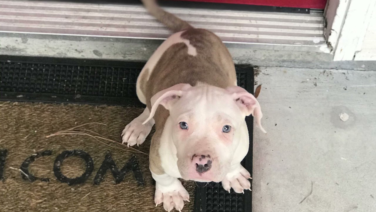 XL American Bully Pitbull Time lapse 8 months