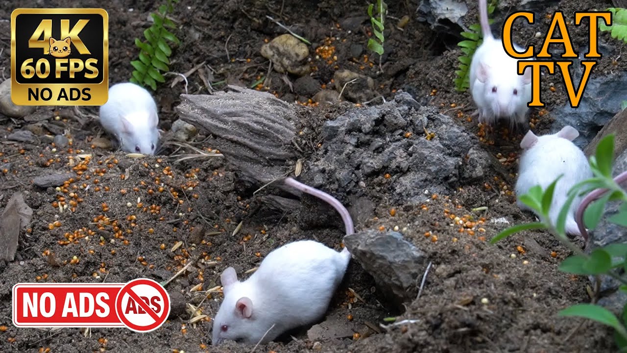 [NO ADS, NO AI] CAT TV Cinema 🐭 White Mice Feeding Frenzy - 4K 60FPS