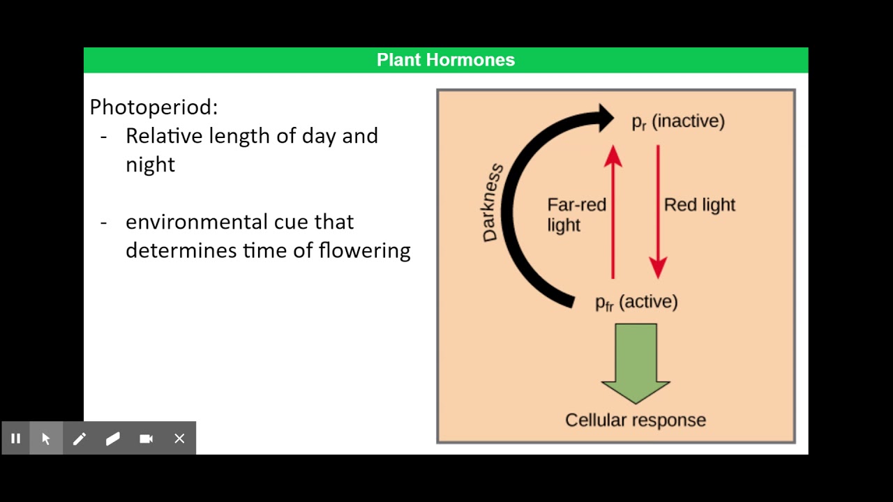 Phytochromes
