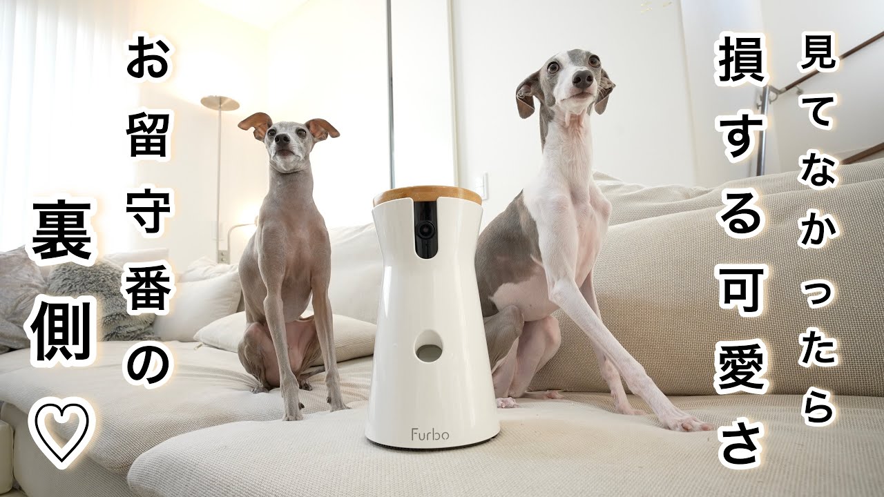 お留守番中のイタグレがこんなに楽しそうって知ってた？ペットカメラで覗いてみたらwww【Furbo】