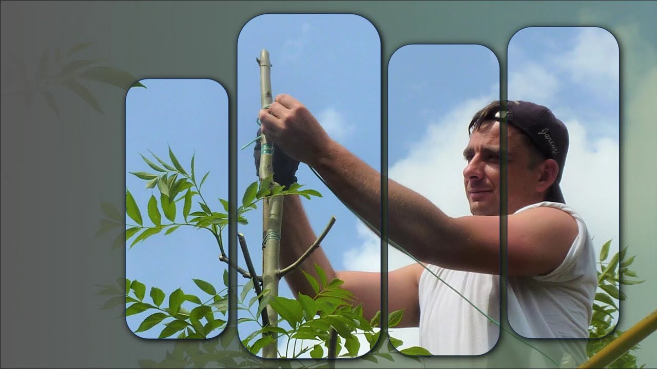 GREENTRADERS  Company introduction