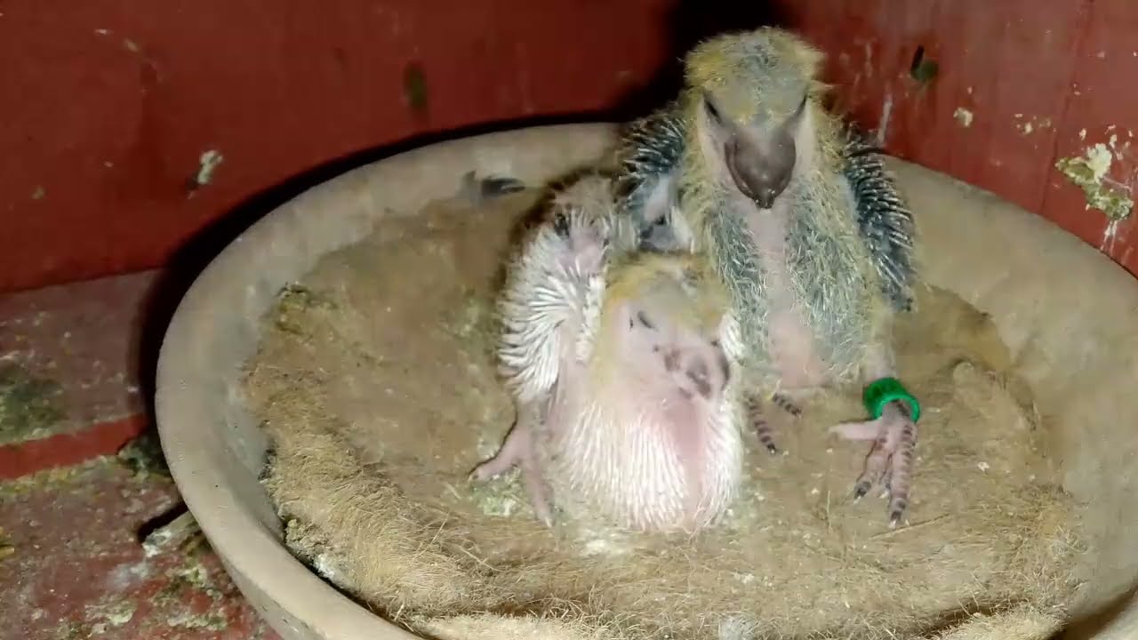 تنكوبلي كوبلة سيفيانوس بيطريق كحل الأبيض في مستوى عالي اللهم بارك 