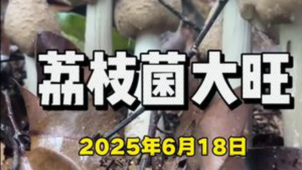 旺！旺！旺！南沙 #荔枝菌 大旺！白天上山也能爆袋！！#鸡枞 自由不是梦！！