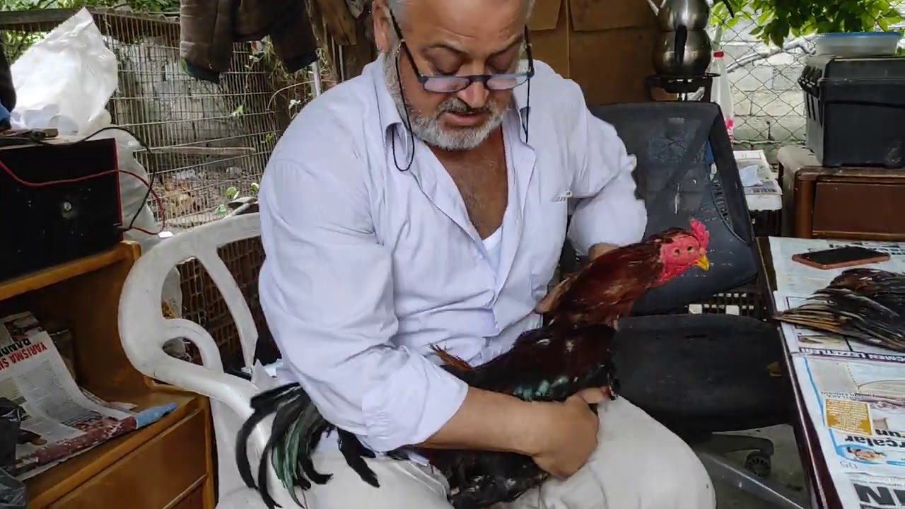 ///SERT KANATLI HİNT HOROZLARINDA KIRILAN KANATLARIN DİKİMİ///