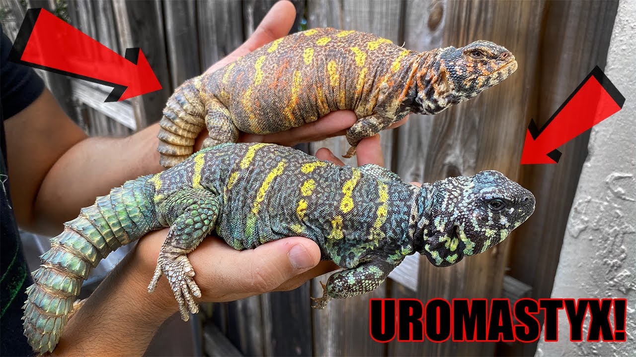 Our NEW Ornate Uromastyx Pair!