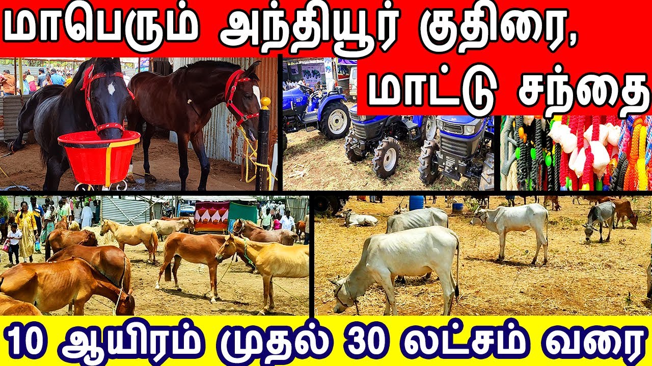 anthiyur kuthirai santhai 2026, anthiyur maatu santhai 2026, kurunathasamy kovil maattu santhai 2026