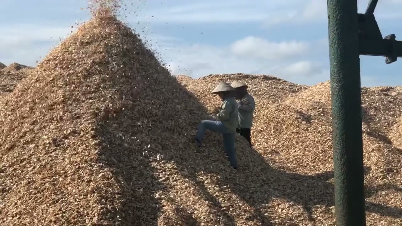 Wood chips processing- Daithang woodchip Co., Ltd