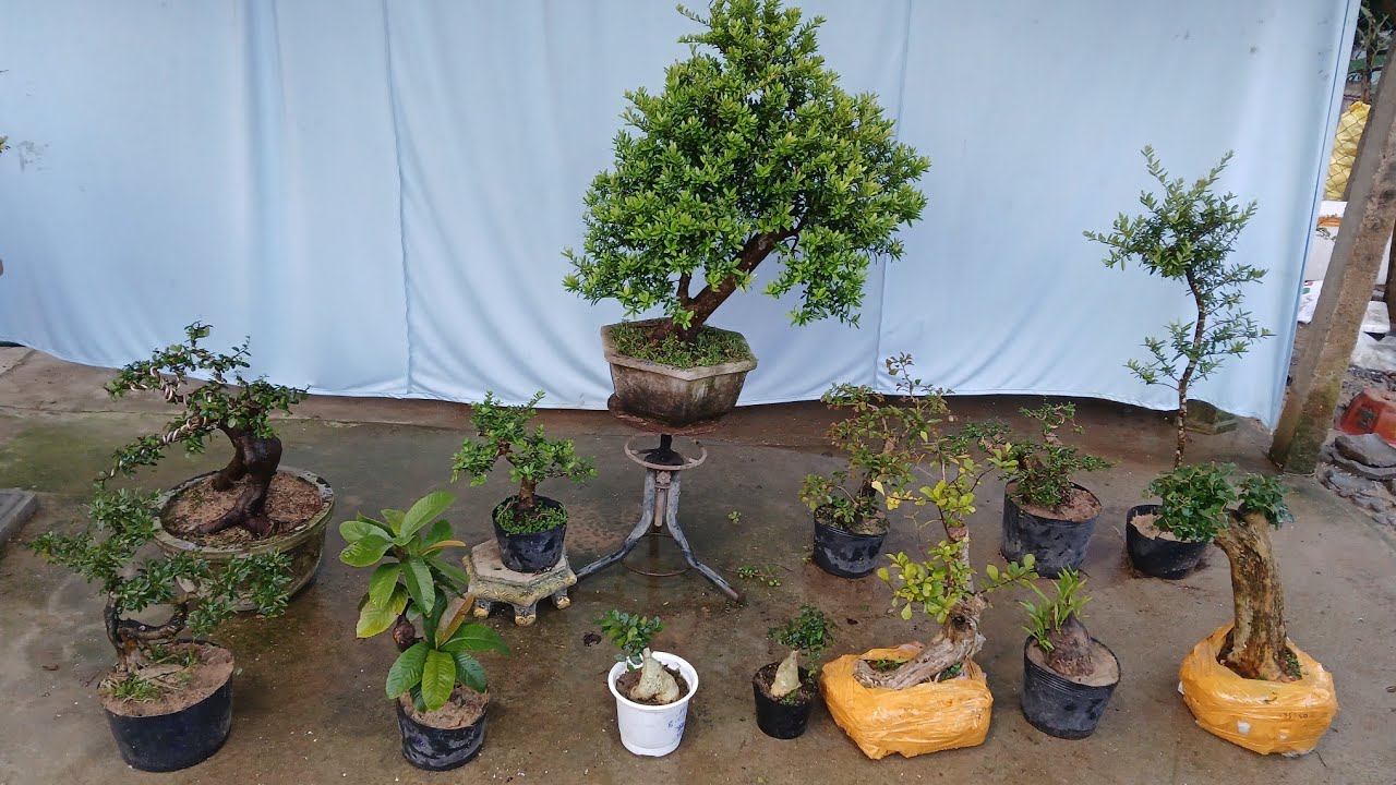 Chiều 9/3 #0346714857 gl hải châu. Quýt rừng. Duối củ. Sơn trà Trắc nghệ. Bứa....bao ship toàn quốc 