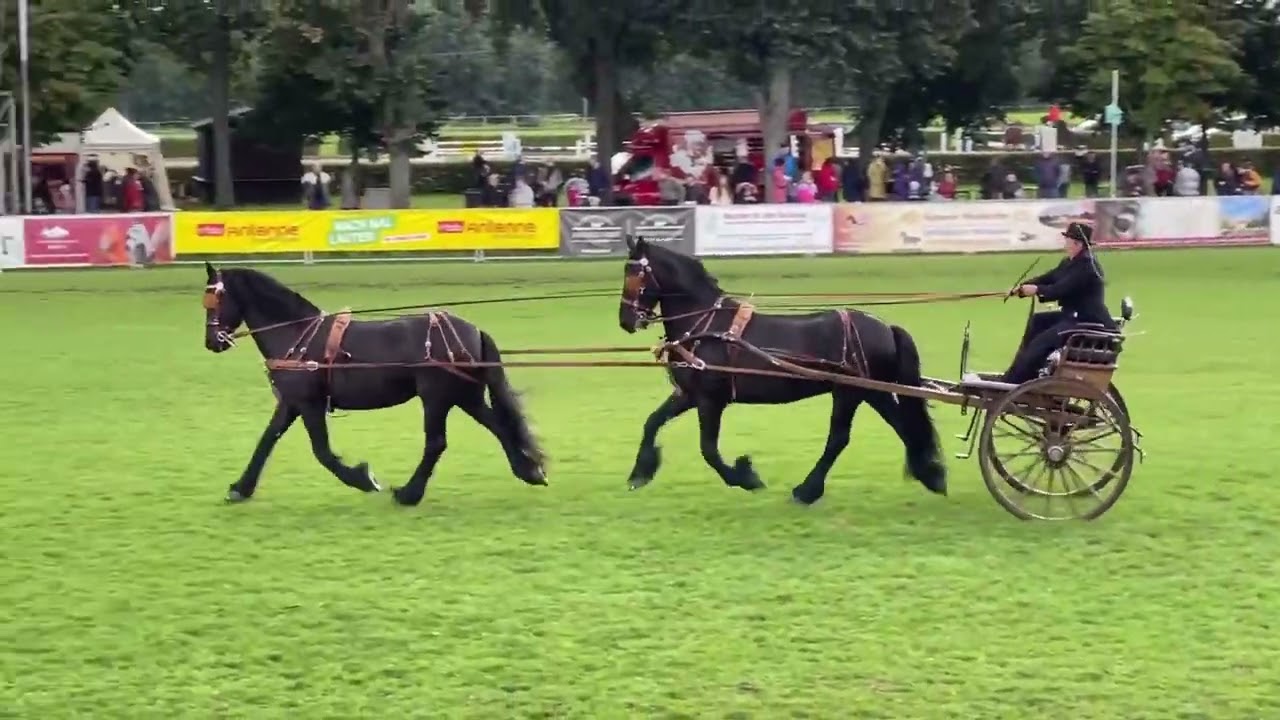 Best of Neustädter HENGSTPARADE 2021