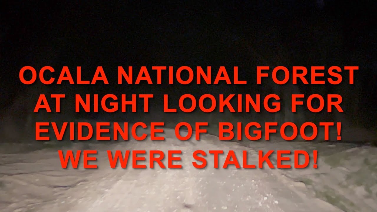 Ocala National Forest At Night! Evidence of Bigfoot? WE WERE STALKED! #bigfootadventures