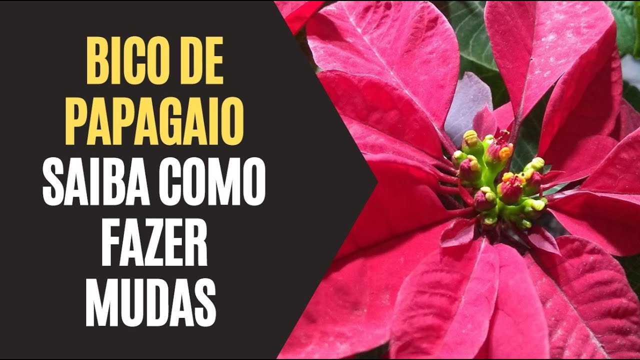Bico de Papagaio: Saiba Como Fazer Mudas