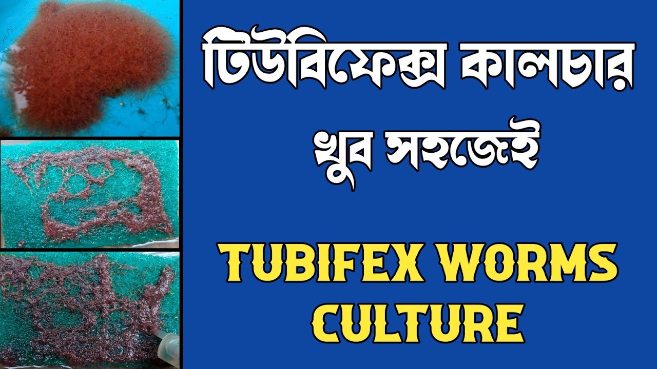How to culture tubifex worms at home | How to grow tubifex worms | Tubifex worms culture