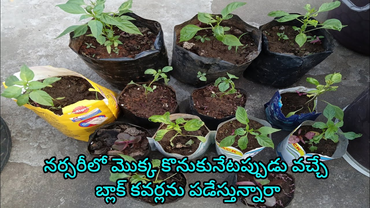 నర్సరీలో మొక్క కొనుకునేటప్పుడు వచ్చే బ్లాక్ కవర్లు ఇలా ఉపయోగపడతాయి/Ma pushpa thota garden 