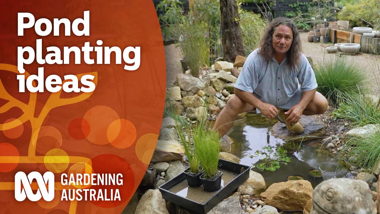 How to add aquatic plants to your pond | Garden Design and Inspiration | Gardening Australia