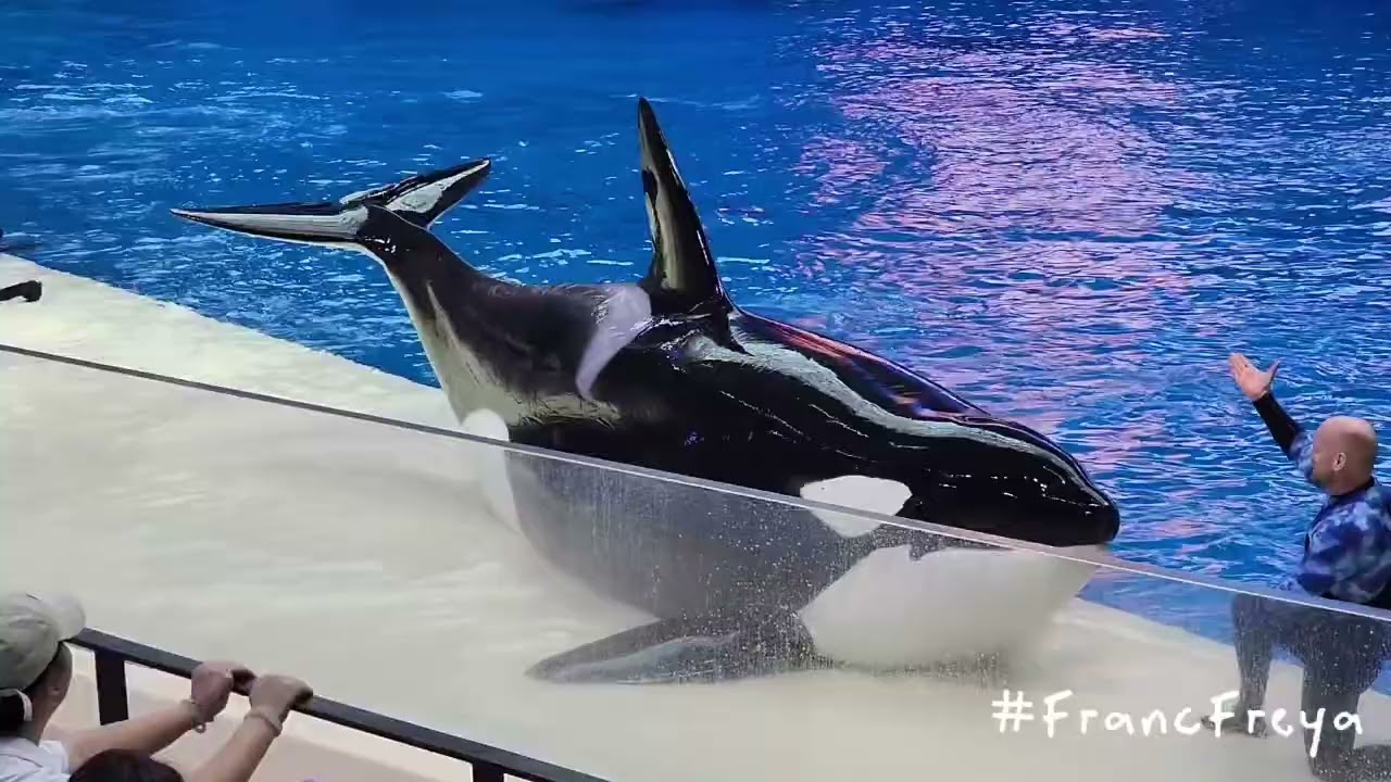 Orca show at Chimelong Spaceship Park #orcashow