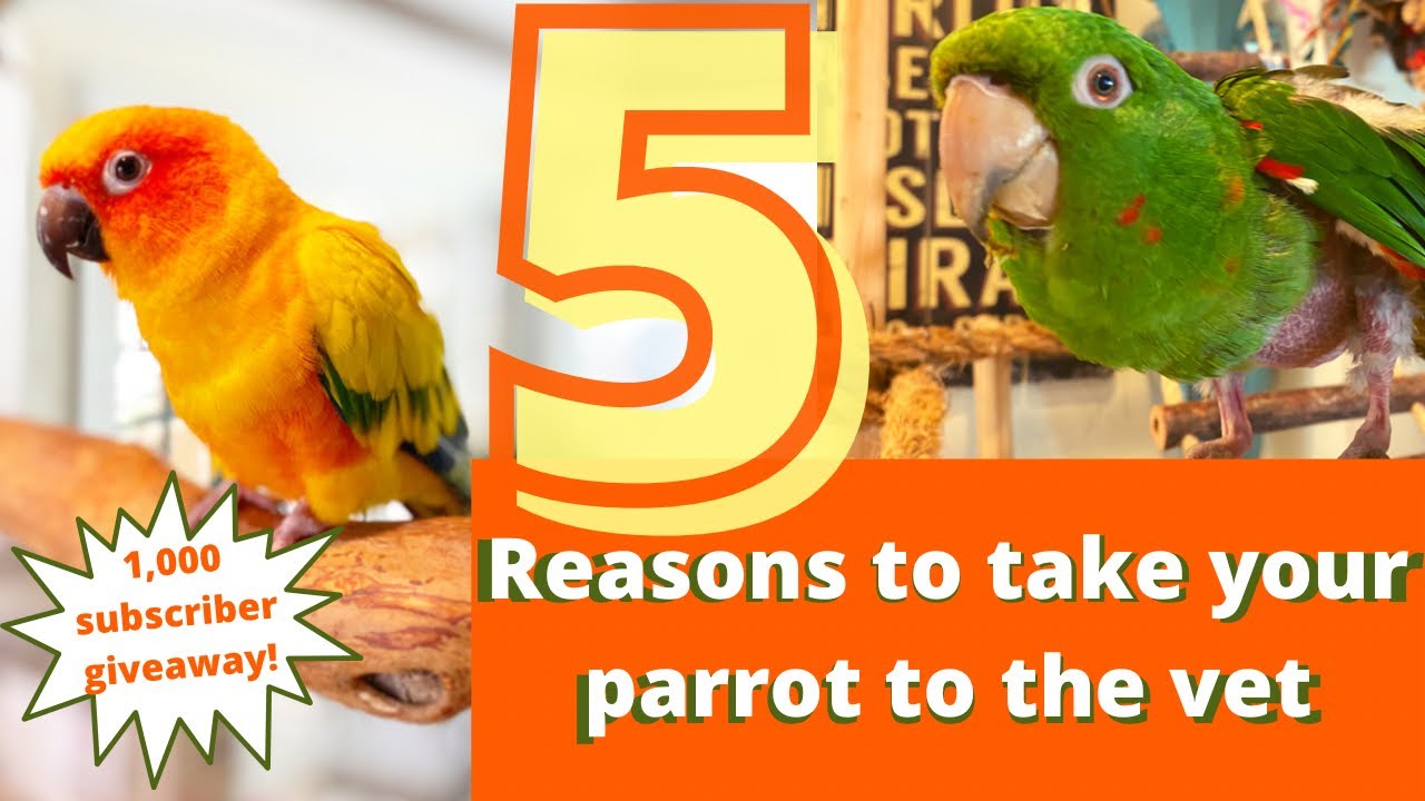 5 REASONS YOUR PARROT NEEDS TO SEE AN AVIAN VET