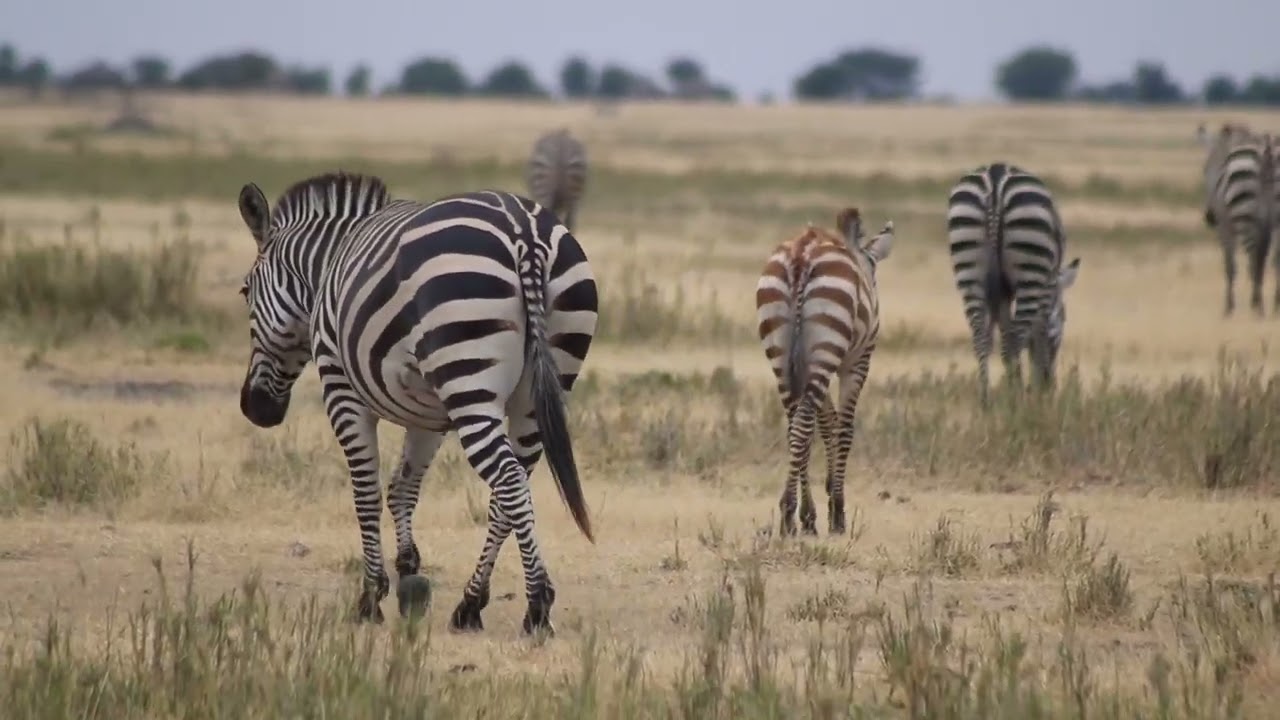Living with Wild Animals 🇹🇿. The beauty of Lake Manyara. 
