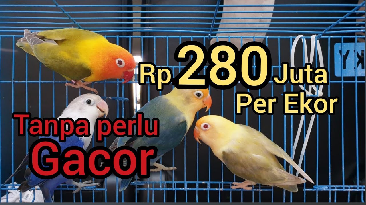 Penampakan LoveBird Dun Fallow Seharga INNOVA tanpa Harus Gacor