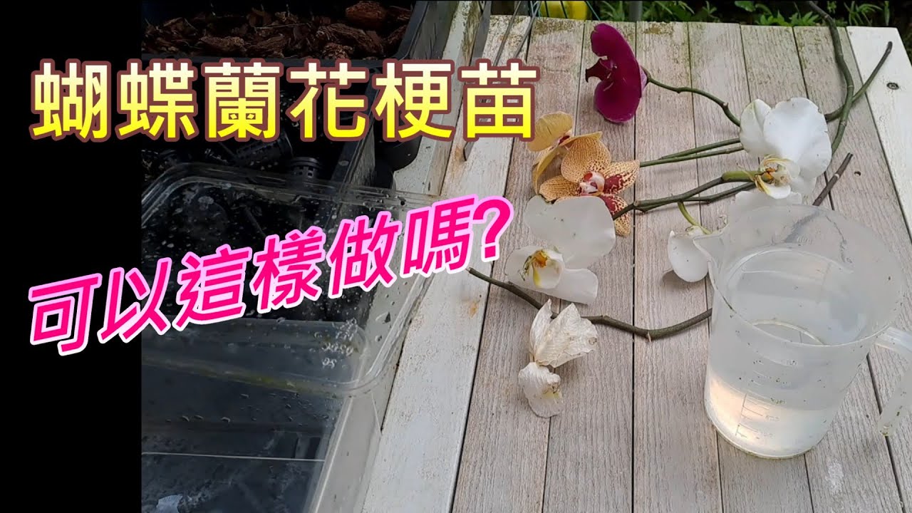 【犀利小農莊67】20251005 蝴蝶蘭花梗苗刺激催芽可行性Phalaenopsis orchid stem seedlings stimulation germination