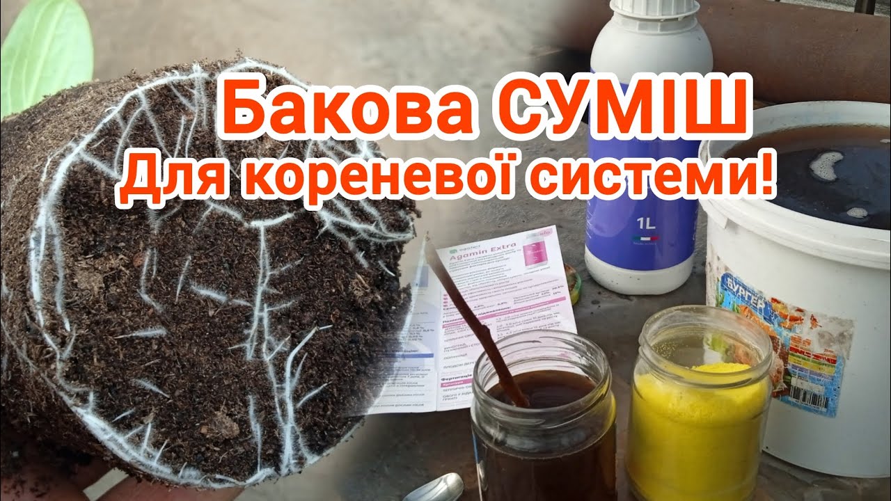 Живлення розсади огірка. Розганяємо кореневу систему.