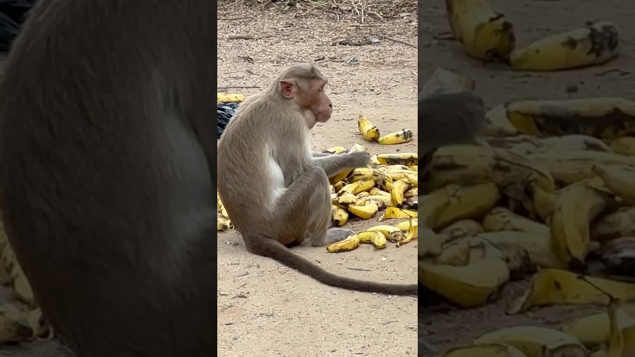 Обезьяны едят бананы, местный колорит, рыбаки плетут сети , недалеко от Путтапарти Ашрам Саи Баба