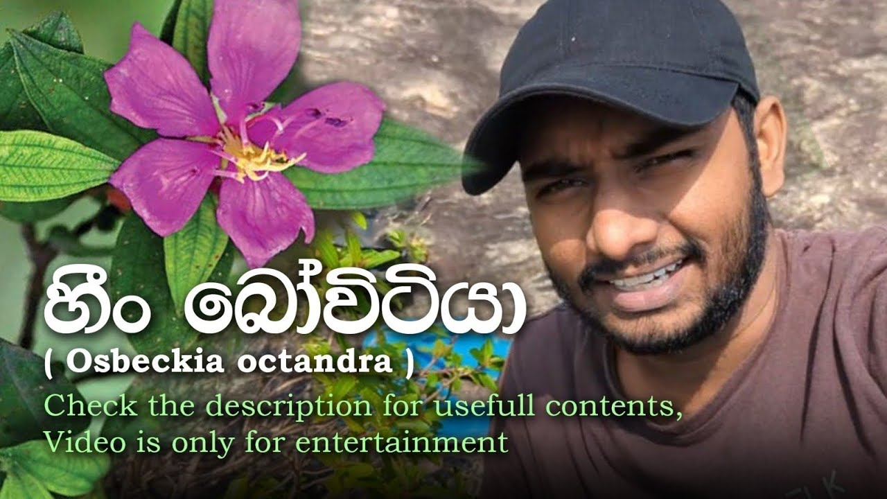 Kande Awa - හීං බෝවිටියා කඩමු