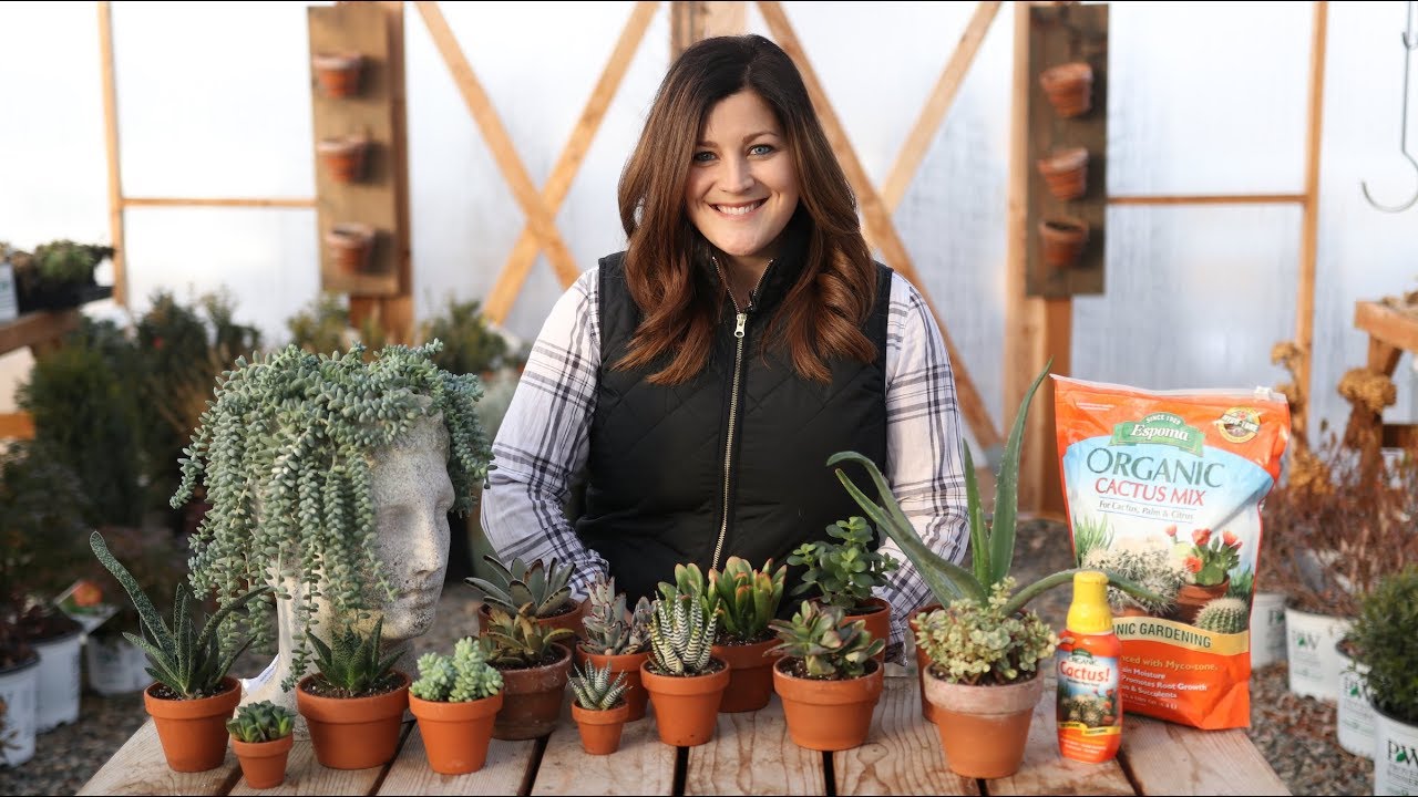 Indoor Succulents for Beginners 🌺 // Garden Answer!
