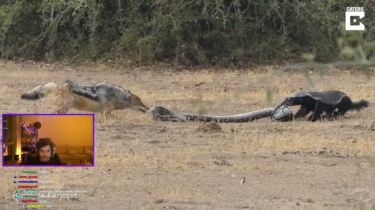 #ExKatman - Kegri Karışık Hayvan Videoları İzliyor!