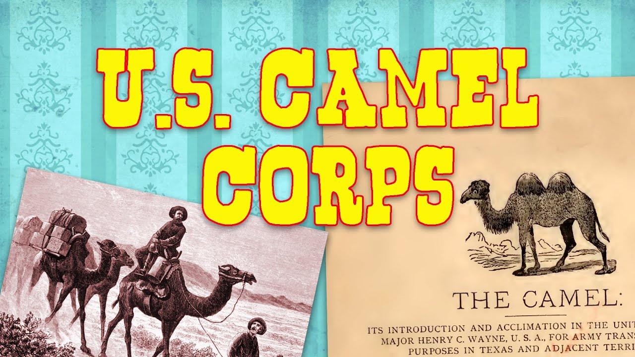 U.S. Camel Corps
