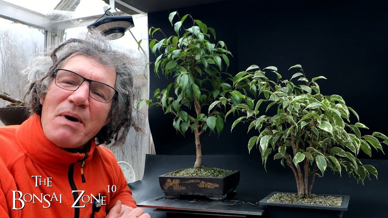 Ficus benjamina, Orchard Trees and 911 Updates, The Bonsai Zone, Dec 2023