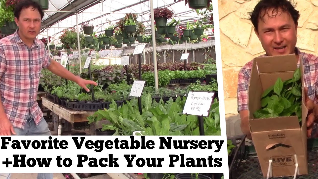 My Favorite Vegetable Nursery in DFW Dallas + How to Pack Plants