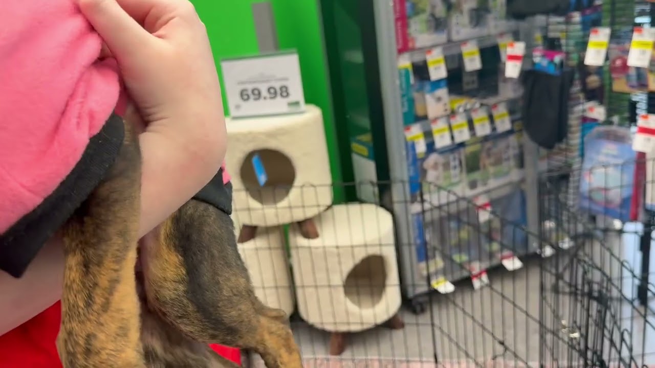 Video of adoptable pet named Tilly
