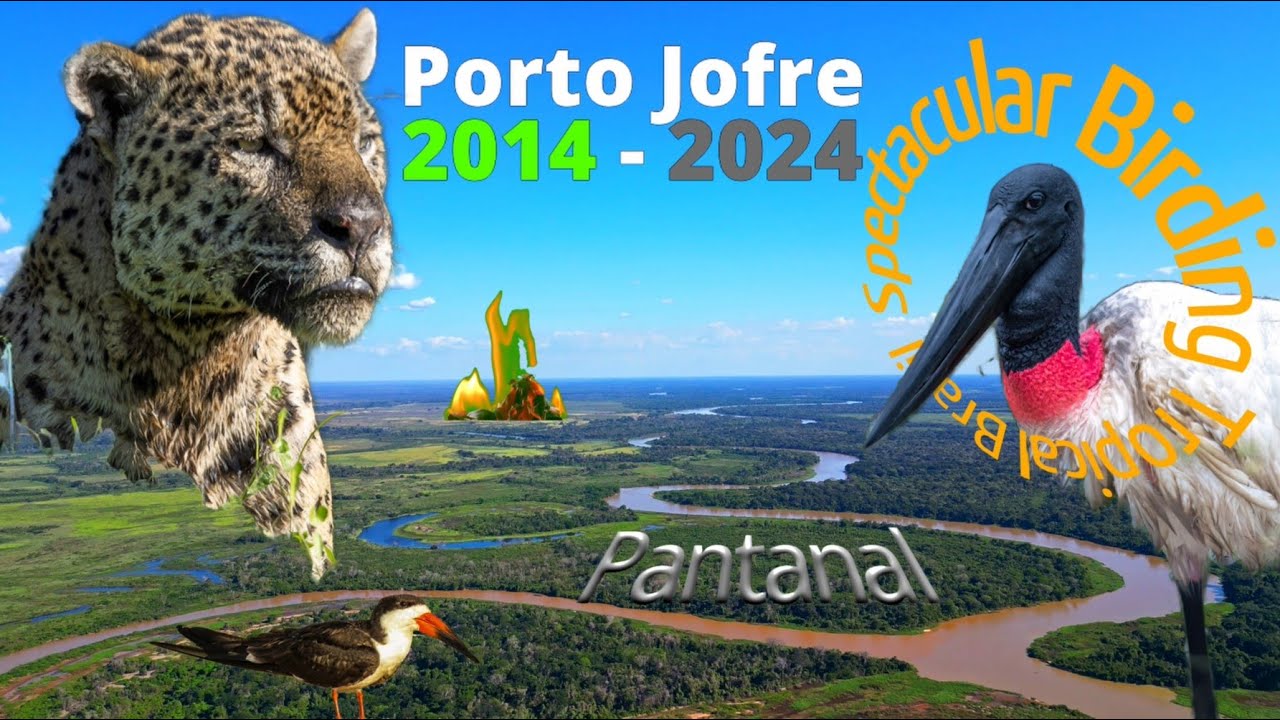 10 Years in Porto Jofre How the Pantanal’s Birds Are Changing _ @Spectacular Birding Tropical Brazil