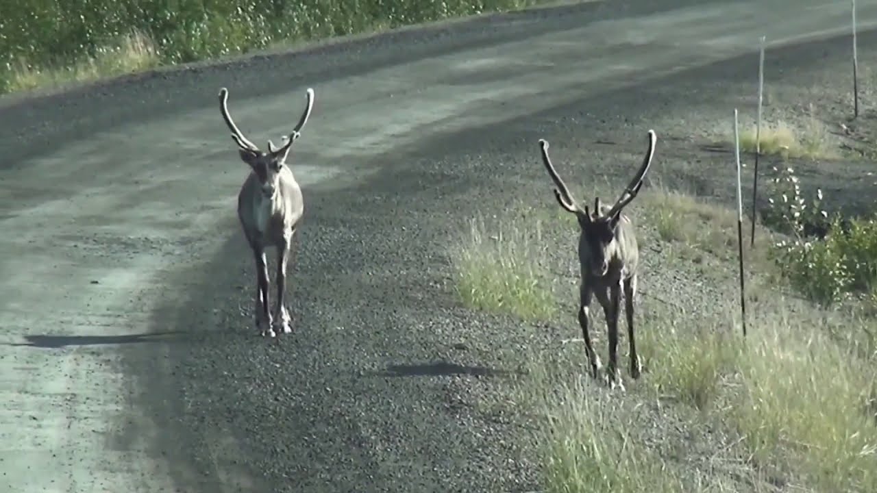 Reindeer Videos for Toddlers | Reindeer Video Funny | Santa Reindeer Funny Video | Reindeer video