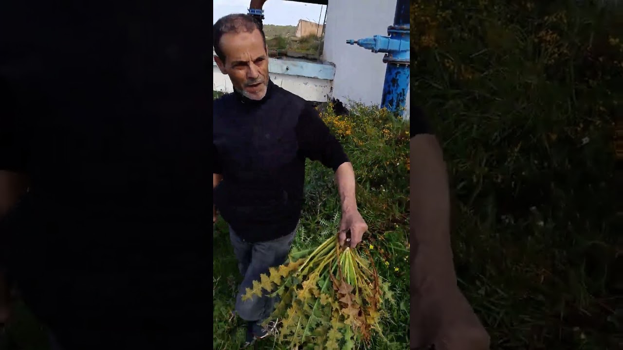 مناظر غابة الحمدانية ولاية تيبازة