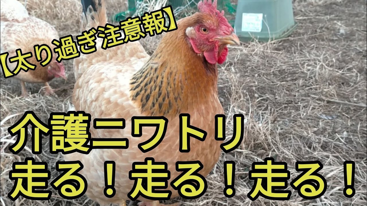 【太り過ぎ注意報】介護ニワトリが走る！走る！走る！
