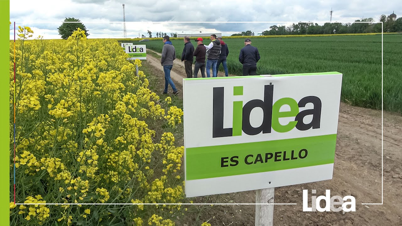 ES CAPELLO | OODR Łosi&oacute;w | LIDEA