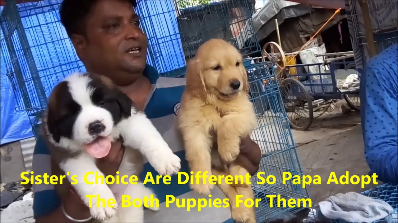 Best Quality St. Bernard & Golden Retriever Puppy Get Their New Family At Galiff Street