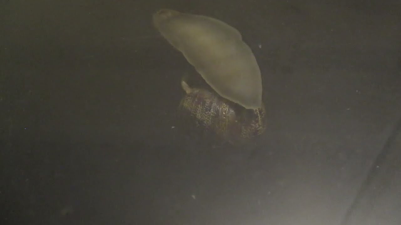 Snail