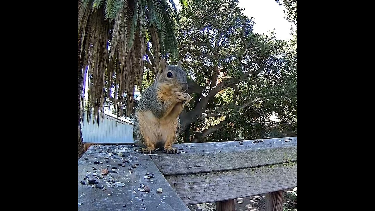 Squirrel Snacking on Seeds