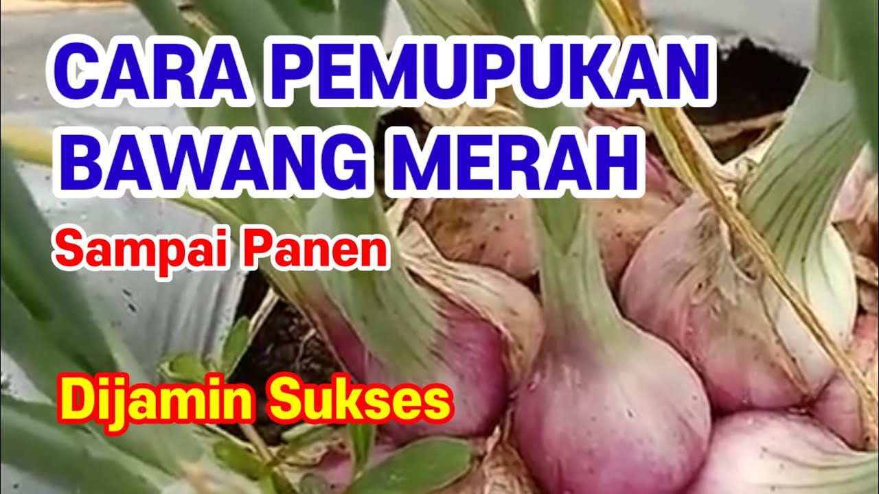 Cara Pemberian Pupuk Pada Tanaman Bawang Merah dari Awal hingga Akhir
