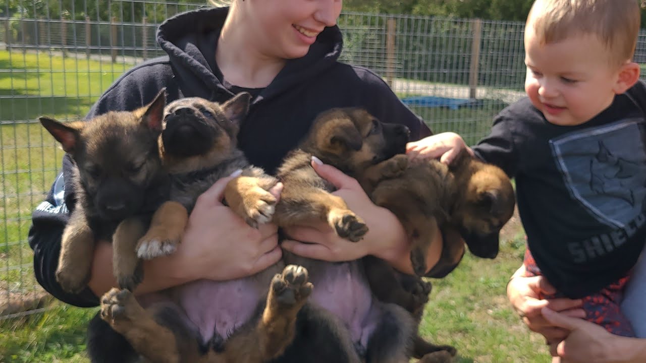 Socializing German Shepherd Puppies for the first time