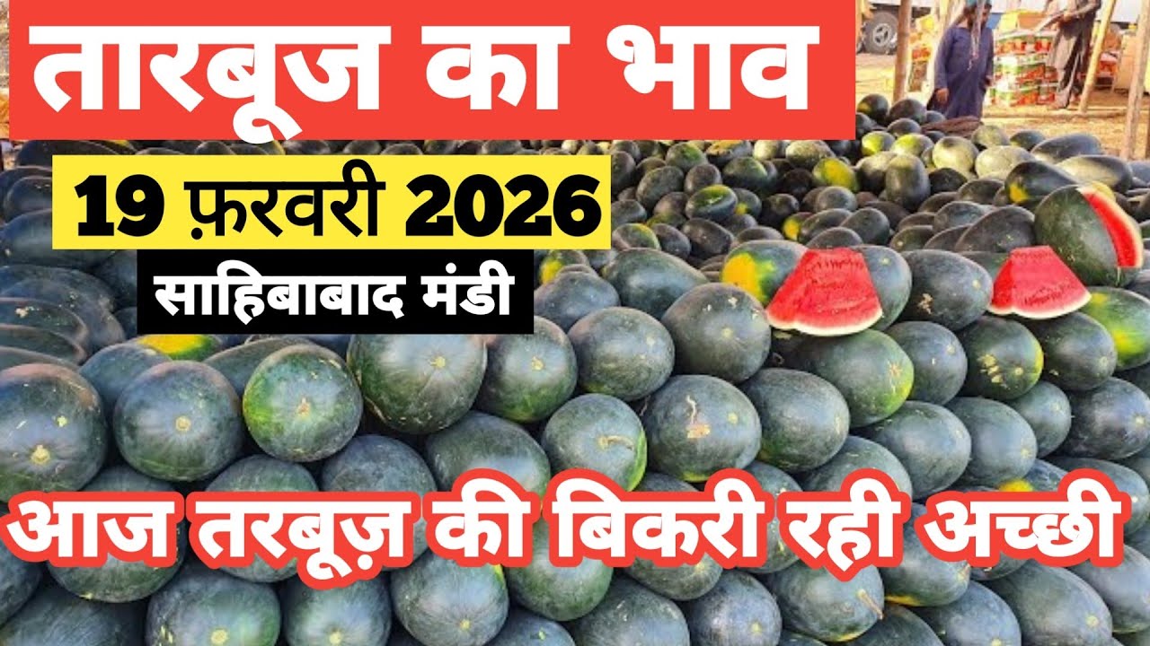 19 February 2026 🍉तारबूज़ का भाव साहिबाबाद मंडी |today watermelon rates #tamatar #mandi #tarbooz 