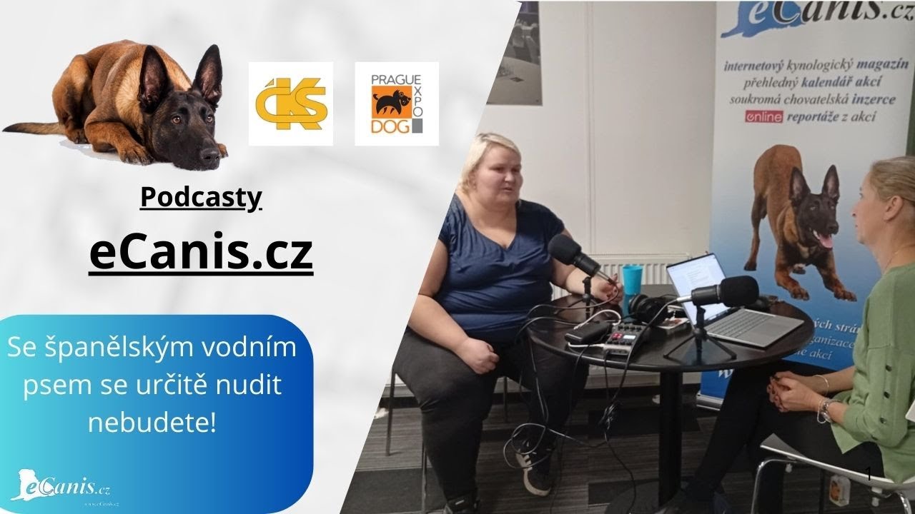 Se španělským vodním psem se určitě nudit nebudete!